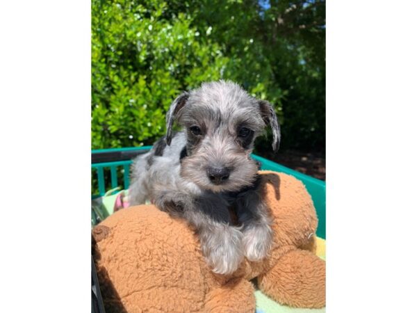 Miniature Schnauzer Dog Female Blue Merle 6815 Petland Montgomery, Alabama