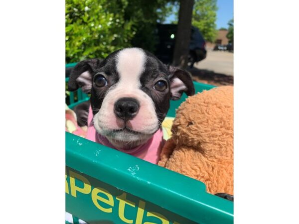 Boston Terrier Dog Female Black / White 6812 Petland Montgomery, Alabama