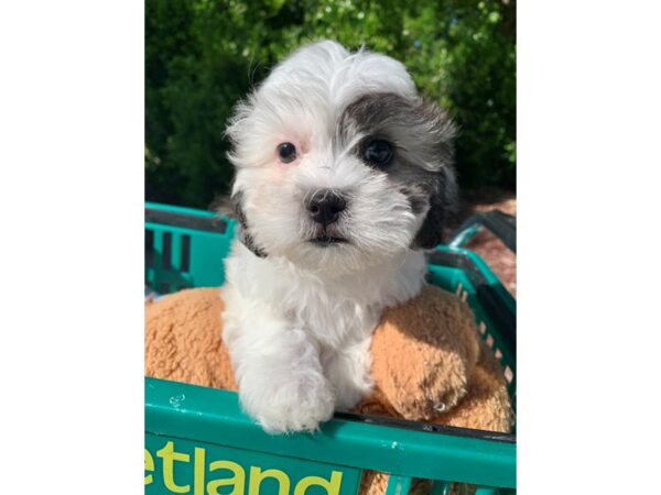 Teddy Bear DOG Female White w/black and brown 6822 Petland Montgomery, Alabama