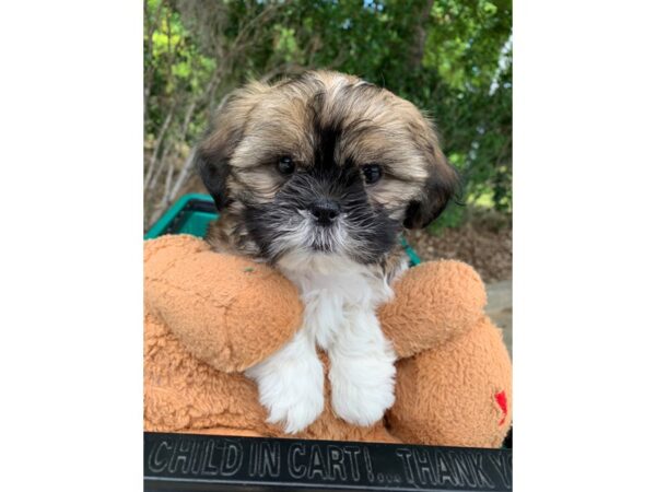 Shih Tzu Dog Male Brown / White 6814 Petland Montgomery, Alabama