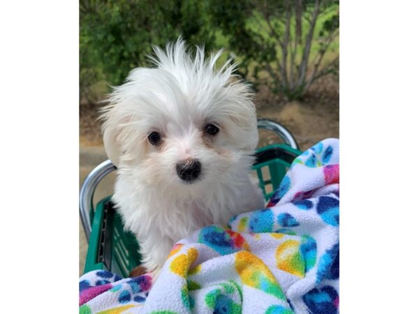 Maltese DOG Male White 6820 Petland Montgomery, Alabama