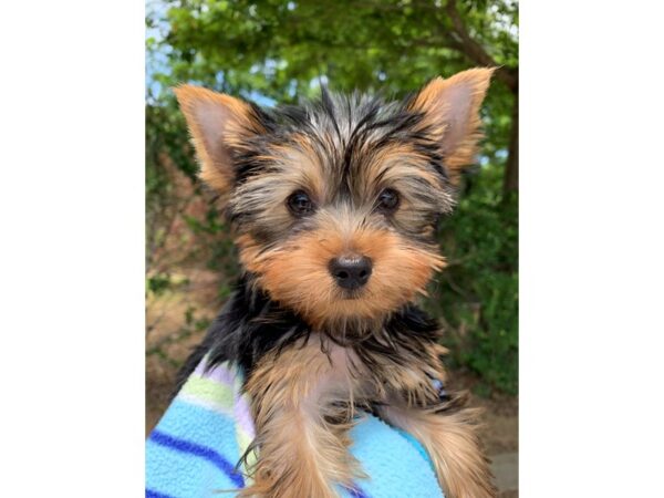 Yorkshire Terrier Dog Female Black/Tan 6819 Petland Montgomery, Alabama