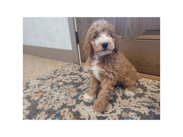 Mini Goldendoodle 2nd Gen-DOG-Female--6827-Petland Montgomery, Alabama