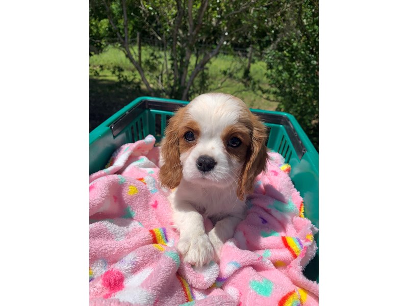 Cavalier King Charles Spaniel-Male-Blenheim-4111204-Petland Montgomery