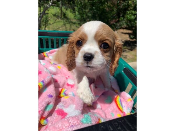 Cavalier King Charles Spaniel Dog Female Blenheim 6835 Petland Montgomery, Alabama