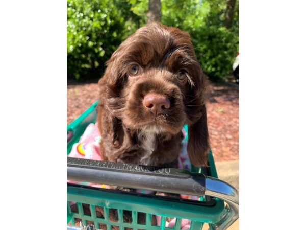 Cocker Spaniel Dog Female Chocolate 6829 Petland Montgomery, Alabama