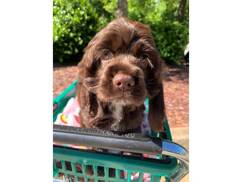 Cocker Spaniel-Female-Chocolate-4110472-Petland Montgomery
