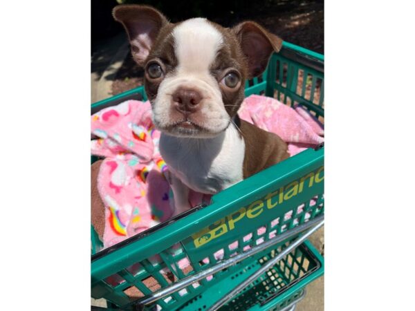 Boston Terrier-Dog-Female-Red / White-6831-Petland Montgomery, Alabama