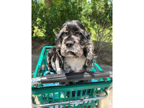 Cocker Spaniel-Dog-Male-Blue Merle-6830-Petland Montgomery, Alabama