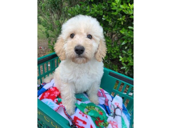 Mini Labradoodle 2nd Gen-Dog-Female-Cream-6844-Petland Montgomery, Alabama