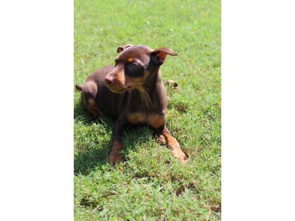 Miniature Pinscher DOG Male Chocolate / Rust 4677 Petland Montgomery, Alabama