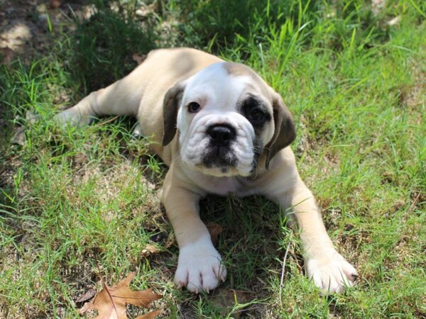 English Bulldog DOG Male Red Sable 4690 Petland Montgomery, Alabama