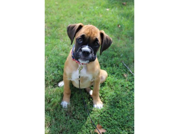 Boxer DOG Female fn 4698 Petland Montgomery, Alabama