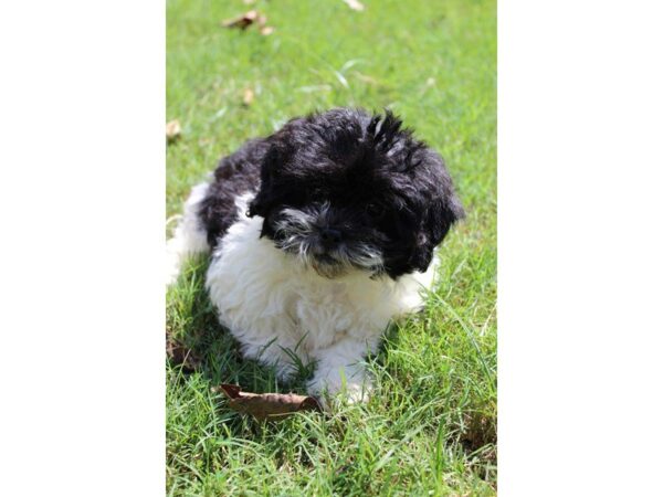 Shih Tzu/Bichon DOG Female Black / White 4694 Petland Montgomery, Alabama