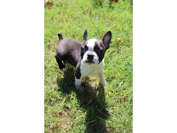 Boston Terrier-DOG-Male-Black / White-4708-Petland Montgomery, Alabama