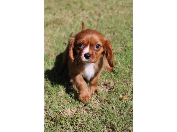 Cavalier King Charles Spaniel-DOG-Male-Ruby-4716-Petland Montgomery, Alabama