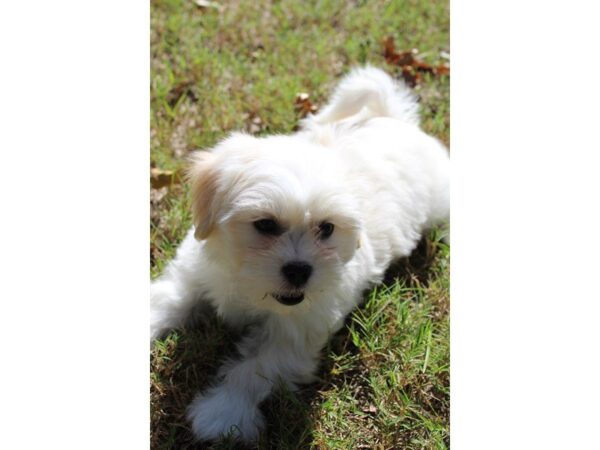 Lhasa Apso DOG Male Cream 4720 Petland Montgomery, Alabama