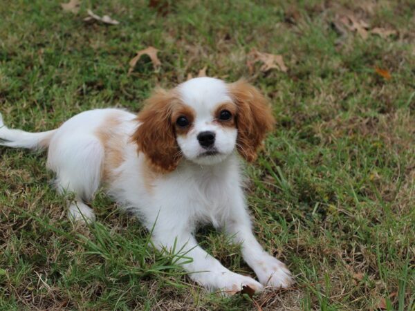 Cavalier King Charles Spaniel-DOG-Male-Blenheim-4723-Petland Montgomery, Alabama