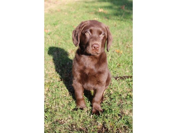 Labrador Retriever DOG Female Chocolate 4726 Petland Montgomery, Alabama