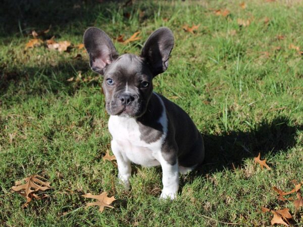 French Bulldog DOG Male blue 4740 Petland Montgomery, Alabama