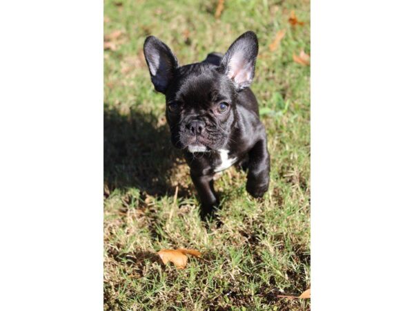 French Bulldog DOG Female black/brindle 4739 Petland Montgomery, Alabama