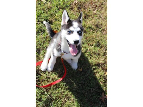 Siberian Husky DOG Female Black / White 4736 Petland Montgomery, Alabama