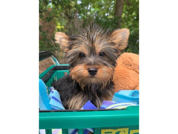 Yorkshire Terrier Dog Male Black/Tan 6821 Petland Montgomery, Alabama