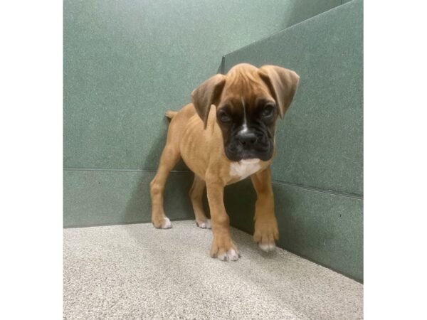 Boxer Dog Female Fawn w/black mask 6833 Petland Montgomery, Alabama