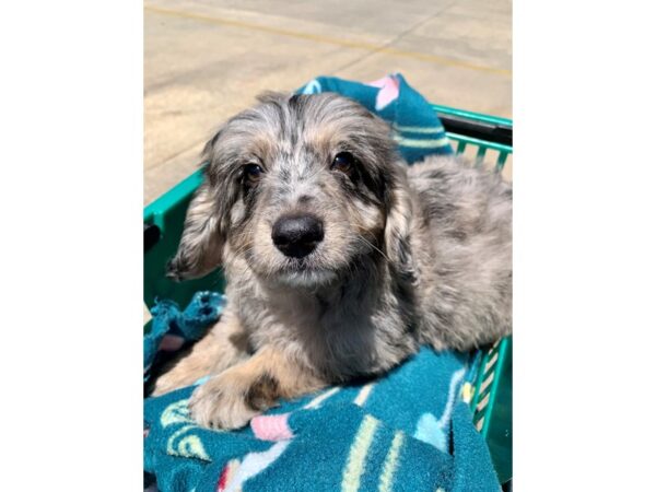 Mini Aussiedoodle-Dog-Male-Blue Merle-6828-Petland Montgomery, Alabama