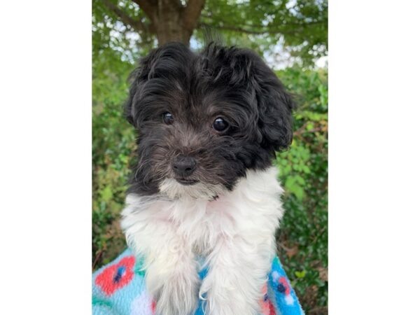 Maltipoo Dog Male Black/White 6842 Petland Montgomery, Alabama