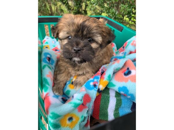 Shorkie-Dog-Female-Brown with black-6843-Petland Montgomery, Alabama