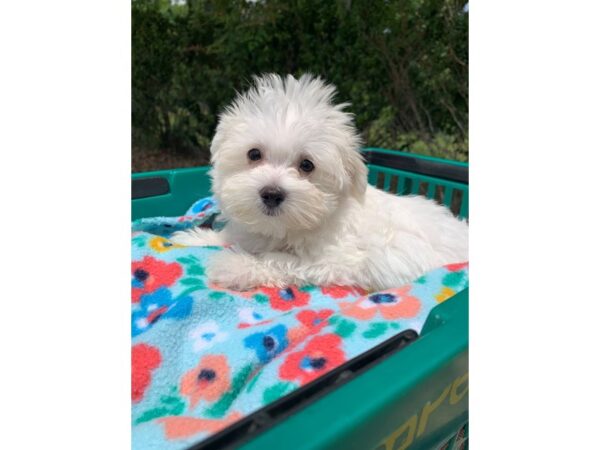 Maltese Dog Female WHITE 6838 Petland Montgomery, Alabama