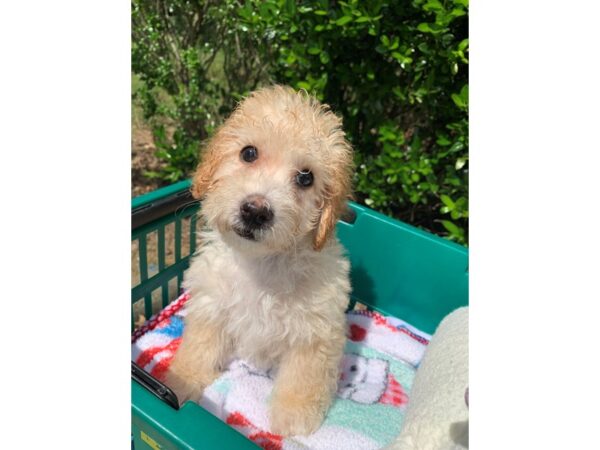 Miniature Poodle-Dog-Male-Cream-6840-Petland Montgomery, Alabama