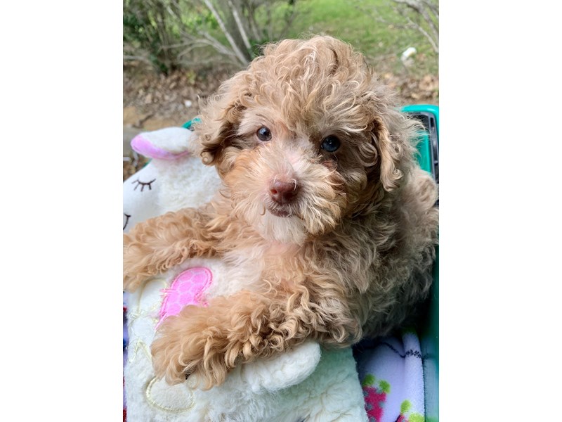 Miniature Poodle Small Animal Chocolate Merle ID 6841 Located at Petland Montgomery Alabama