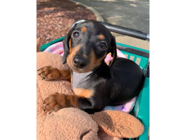 Dachshund Dog Female Black / Tan 6836 Petland Montgomery, Alabama