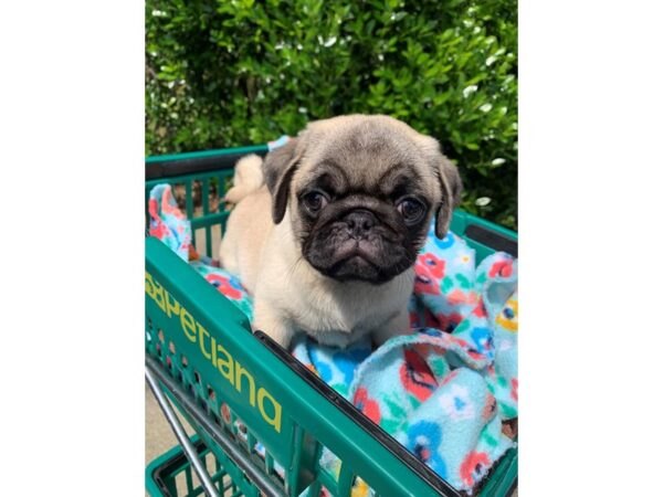 Pug-Dog-Male-Fawn w/black mask-6839-Petland Montgomery, Alabama