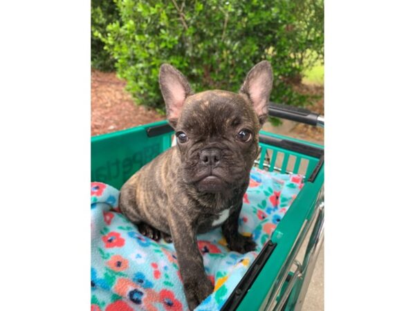 French Bulldog Dog Male Black Brindle 6837 Petland Montgomery, Alabama