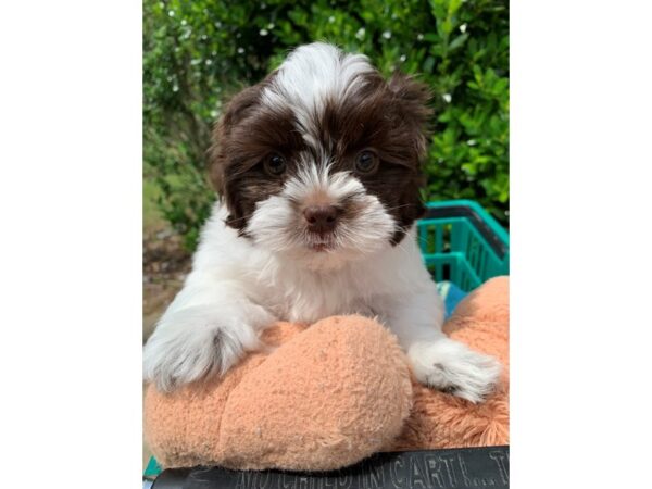 Shih Poo-Dog-Male-Chocolate w/White-6852-Petland Montgomery, Alabama