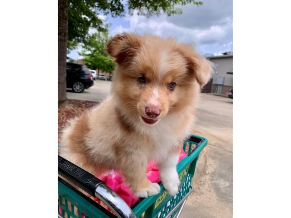 Miniature Australian Shepherd Dog Male Red Merle 6845 Petland Montgomery, Alabama