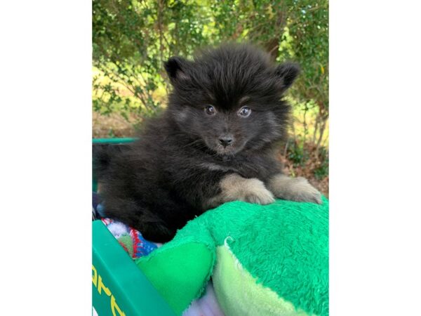 Pomeranian Dog Male Black 6847 Petland Montgomery, Alabama