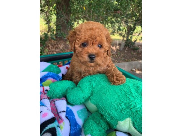 Miniature Poodle Dog Female Red 6853 Petland Montgomery, Alabama