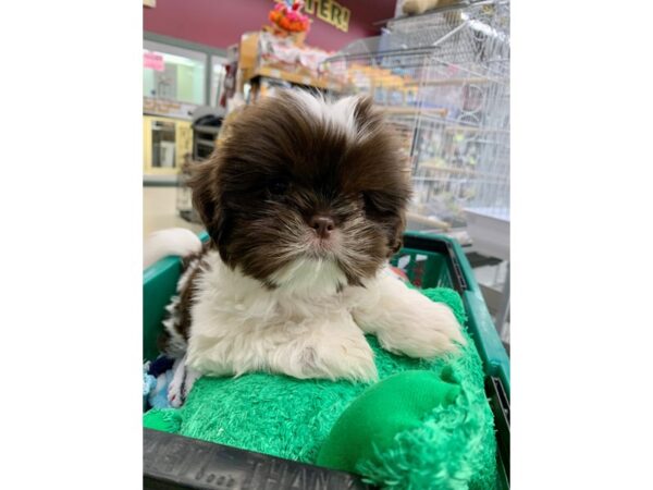 Shih Tzu Dog Male Chocolate / White 6846 Petland Montgomery, Alabama