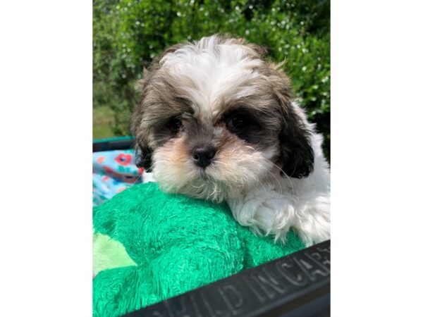 2nd Generation Teddy Bear-Dog-Female-Brown / White-6849-Petland Montgomery, Alabama