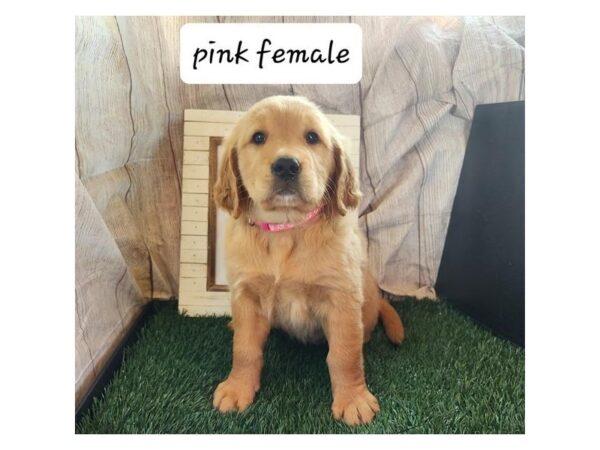 Golden Retriever Dog Female Golden 6858 Petland Montgomery, Alabama