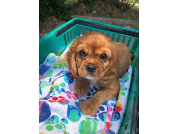 Cavalier King Charles Spaniel-Dog-Female-Ruby-6854-Petland Montgomery, Alabama