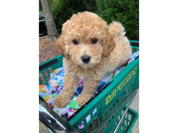 Bichon Poo-Dog-Female-Apricot-6859-Petland Montgomery, Alabama