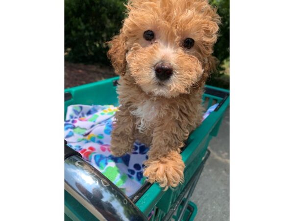 Bichon Poo-Dog-Female-Apricot-6860-Petland Montgomery, Alabama