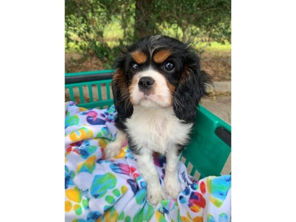 Cavalier King Charles Spaniel Dog Male Tri-Colored 6855 Petland Montgomery, Alabama