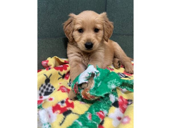 Golden Retriever Dog Female Golden 6862 Petland Montgomery, Alabama