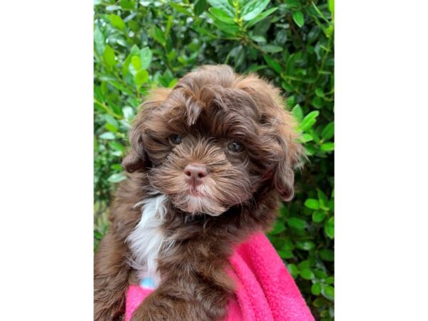 Shih Poo-Dog-Female-Chocolate w/White-6851-Petland Montgomery, Alabama